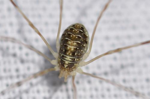 Réf. 285 344 : Opilio canestrinii